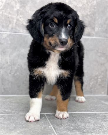 Mini Aussie 25381-01