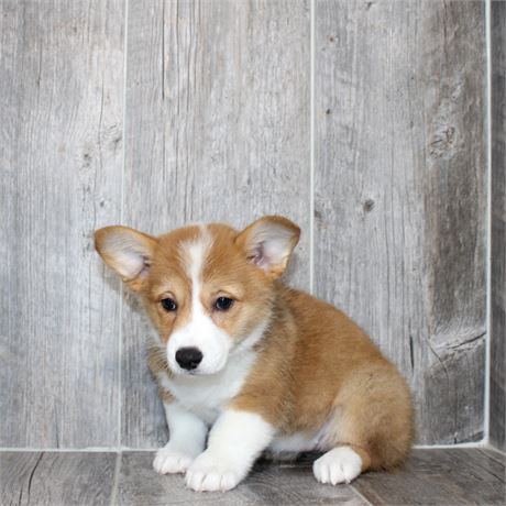 25190-07 Pembroke Welsh Corgi