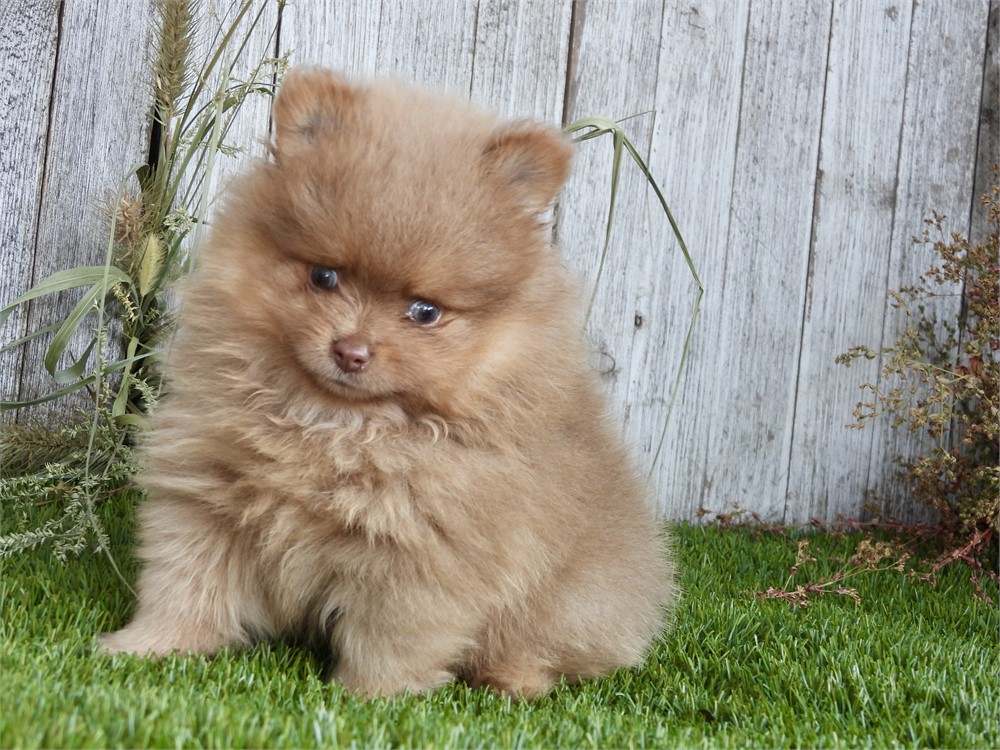 APRI POM VERY NICE LITTLE BOY