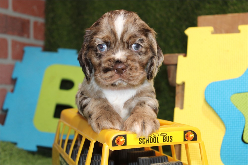 CHOCOLATE MERLE MALE 810