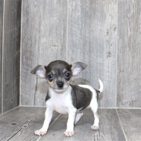 25182-04 Chihuahua
