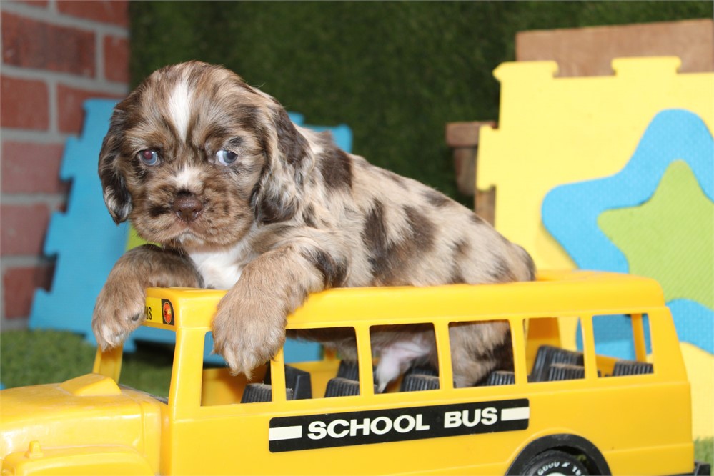 CHOCOLATE MERLE MALE 810