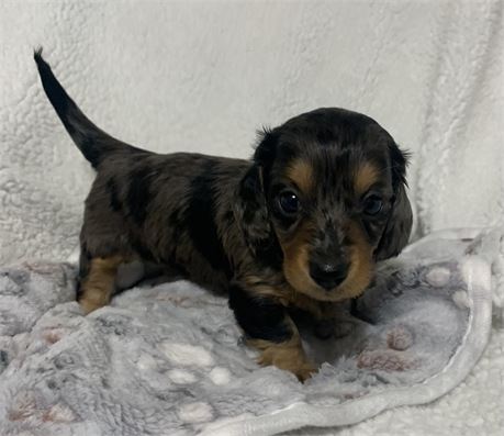 Handsome Silver dapple boy