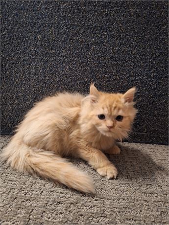 Persian red tabby male