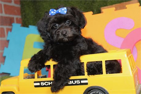 Female Yorkiepoo 190