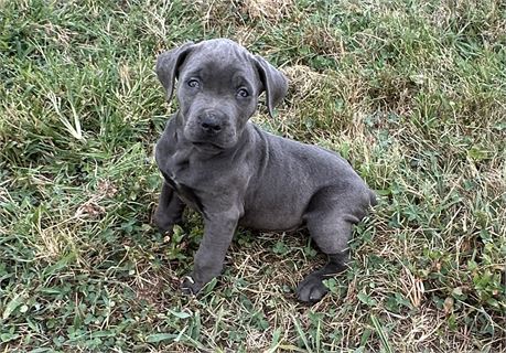 Zeus