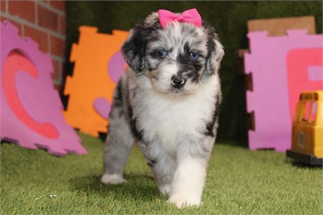 BLUE MERLE AND WHITE FEMALE 717