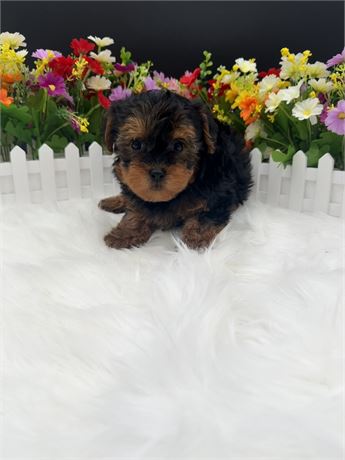 Pepper's Yorkiepoo Male 1