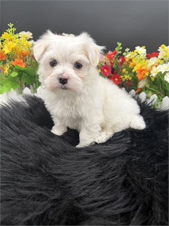 Monica's Maltese Male