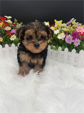 Pepper's Yorkiepoo Male 2