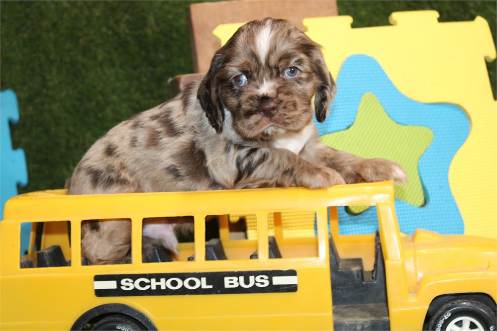 CHOCOLATE MERLE MALE 810