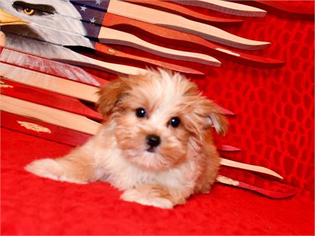 COOKIE - AKC, BLONDE PLATINUM PRTI F