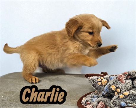 AKC Charlie