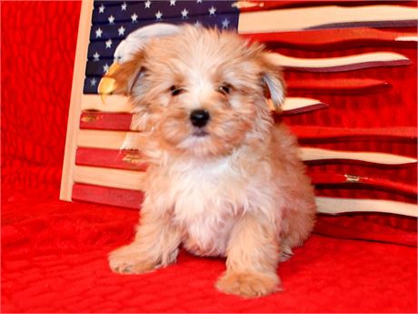 CHEERIO - AKC, BLONDE PLATINUM PRTI M