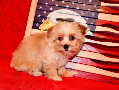 CARAMEL - AKC, BLONDE PLATINUM PRTI M
