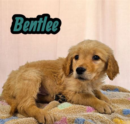 AKC Bentlee