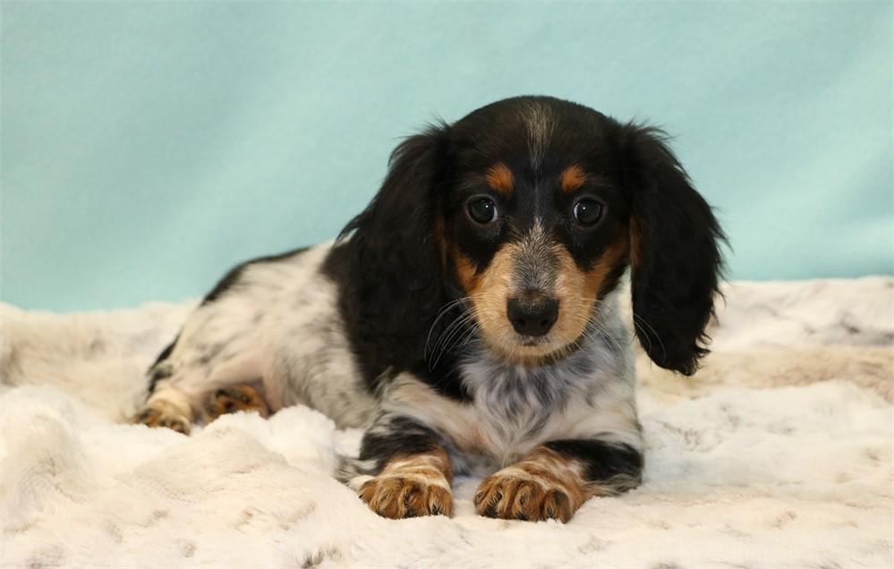Danae--Female Black/ Tan Piebald LH