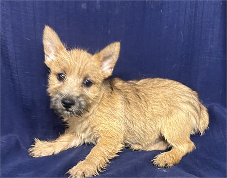 Cairn Norwich Terrier Mix