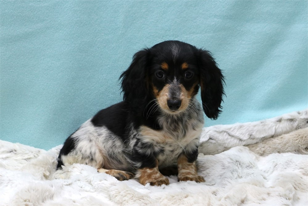Danae--Female Black/ Tan Piebald LH