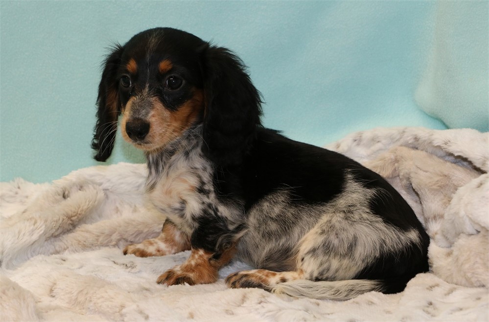 Danae--Female Black/ Tan Piebald LH