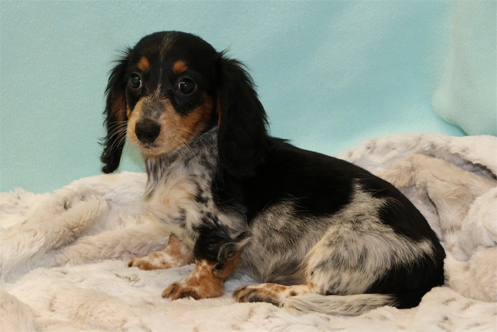 Danae--Female Black/ Tan Piebald LH