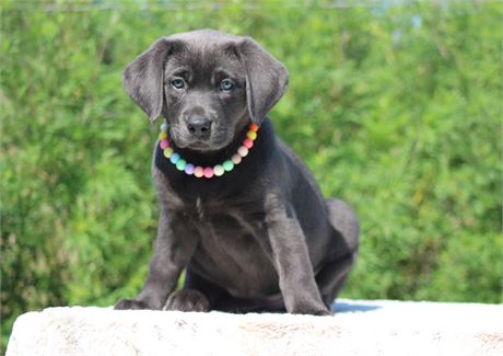 ACA Charcoal Female