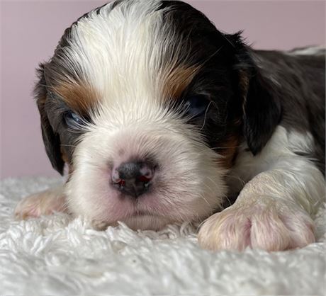 Tri Cavalier 9413