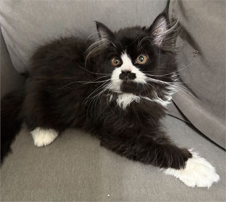 Beautiful Persian Male