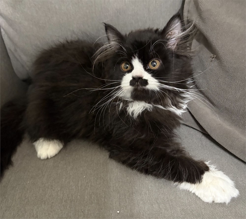 Beautiful Persian Male