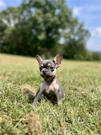 AKC Blue & Tan Female