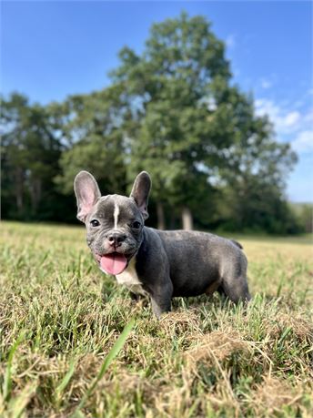AKC Blue Brindle Male