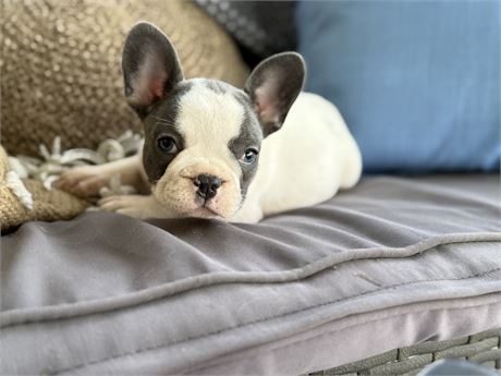 Beautiful Male FBD