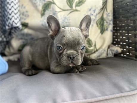 Beautiful Female FBD