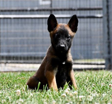 Plinky ~ Small AKC Female Belgian Malinois ~ READ DESCRIPTION!!