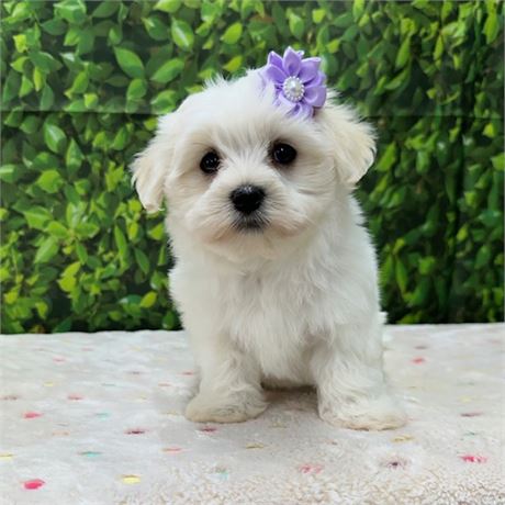 Cotonese (Maltese/Coton de Tulear Mix)