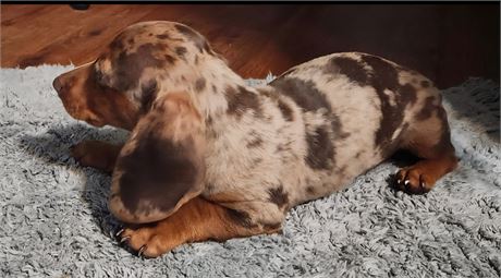 Beautiful Male-Arlo
