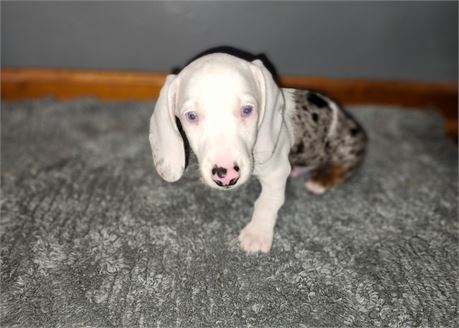 Beautiful Male-Asher