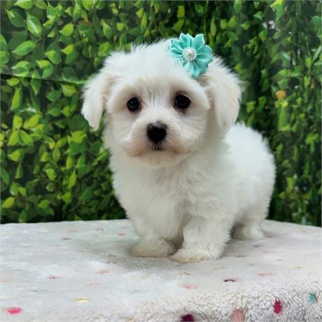 Cotonese (Maltese/Coton de Tulear Mix)