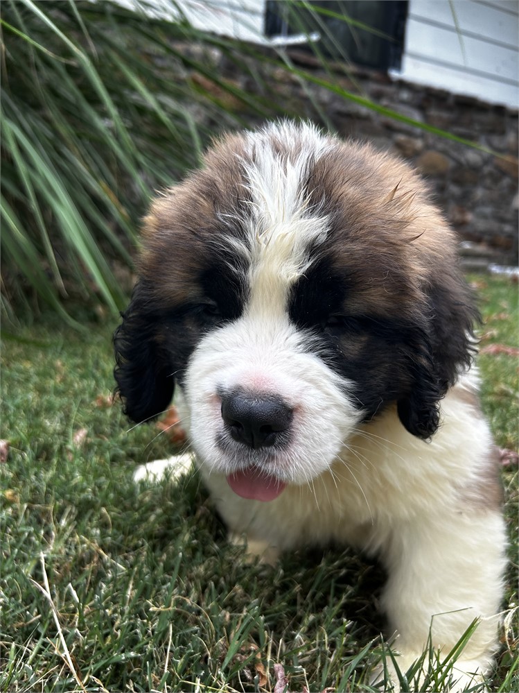 AKC Male