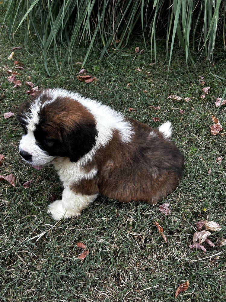 AKC Male