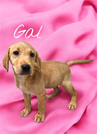 AKC Gal