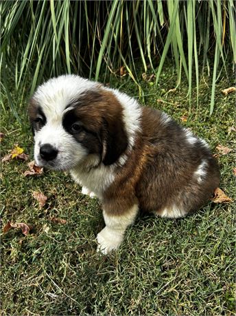 AKC Female