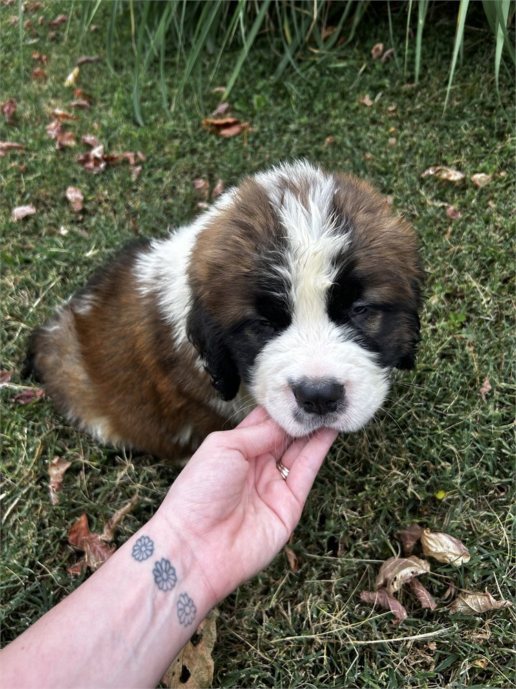 AKC Male