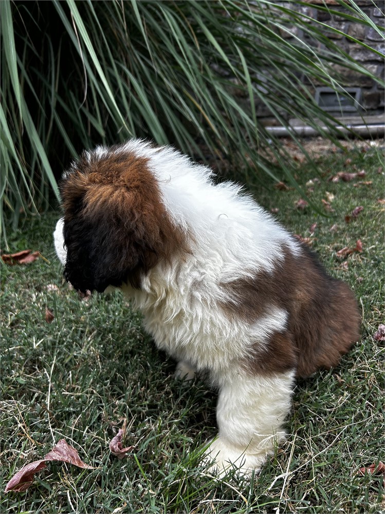 AKC Male