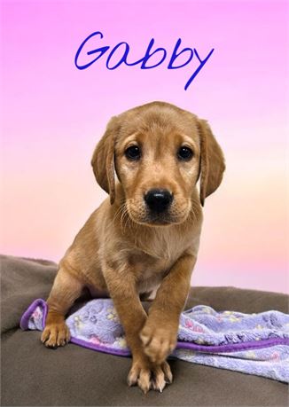 AKC Gabby
