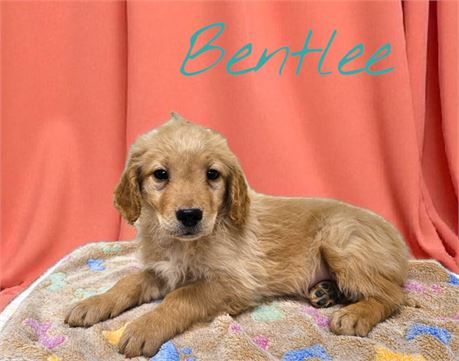 AKC Bentlee
