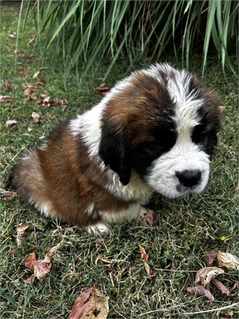AKC Male