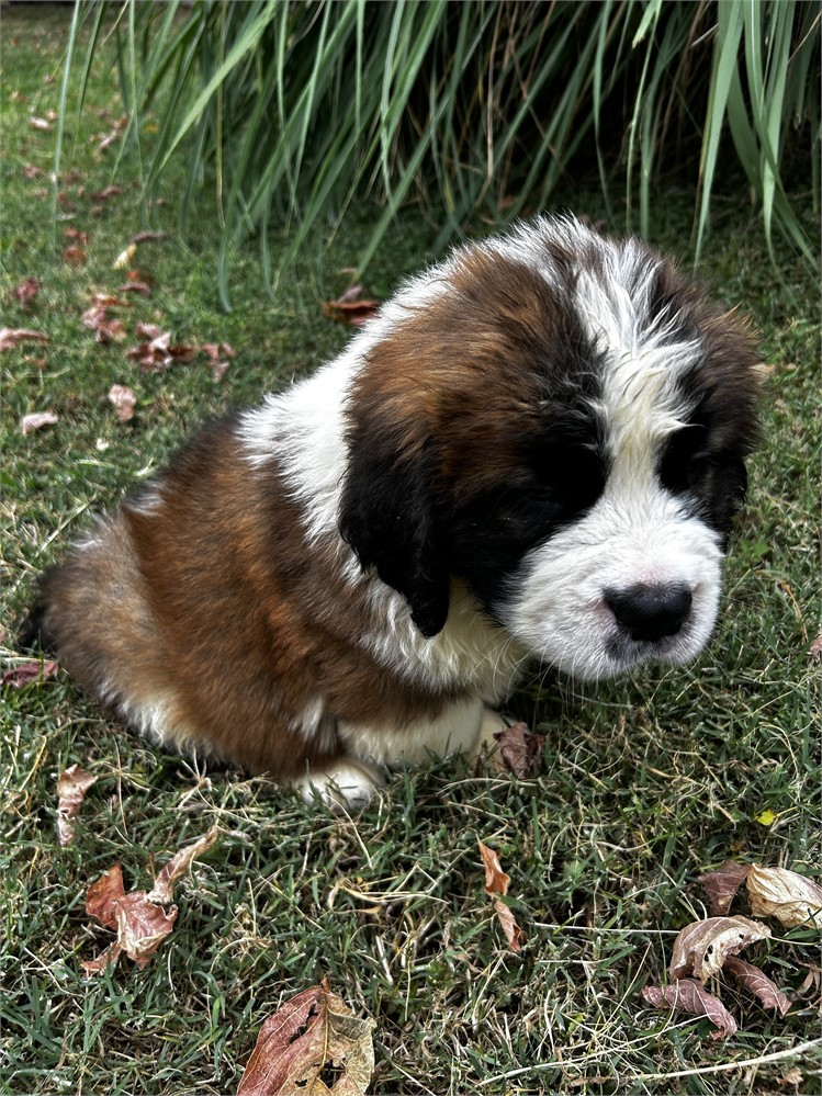 AKC Male
