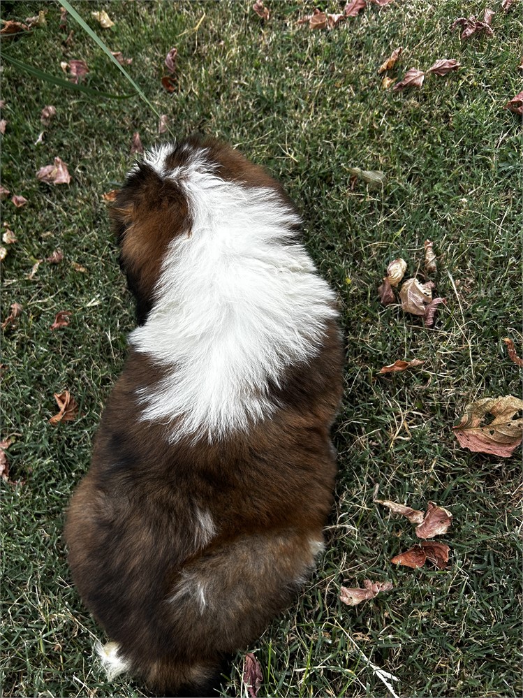 AKC Male