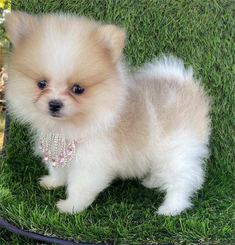 Valentina